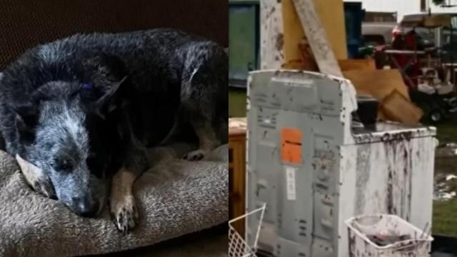 Un perro sobrevivió a las inundaciones de Texas al refugiarse en una lavadora