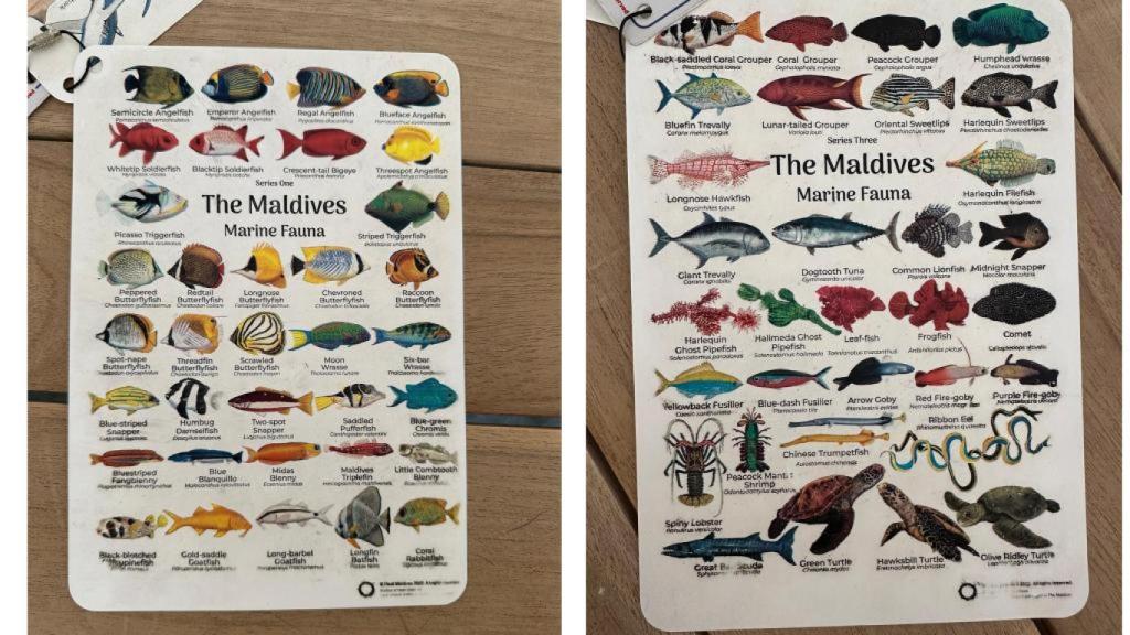 El repertorio marino que te espera en Maldivas.