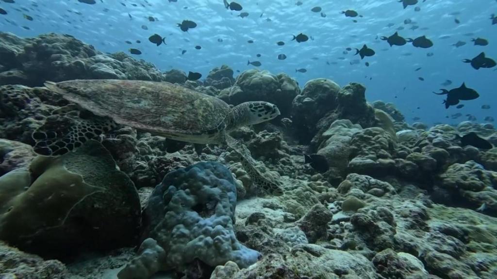 Una de las simpáticas tortugas que se sumó al paseo bajo el mar.