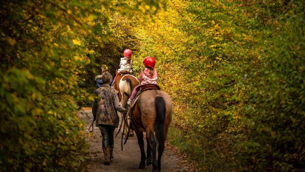 Caballos en el campo.