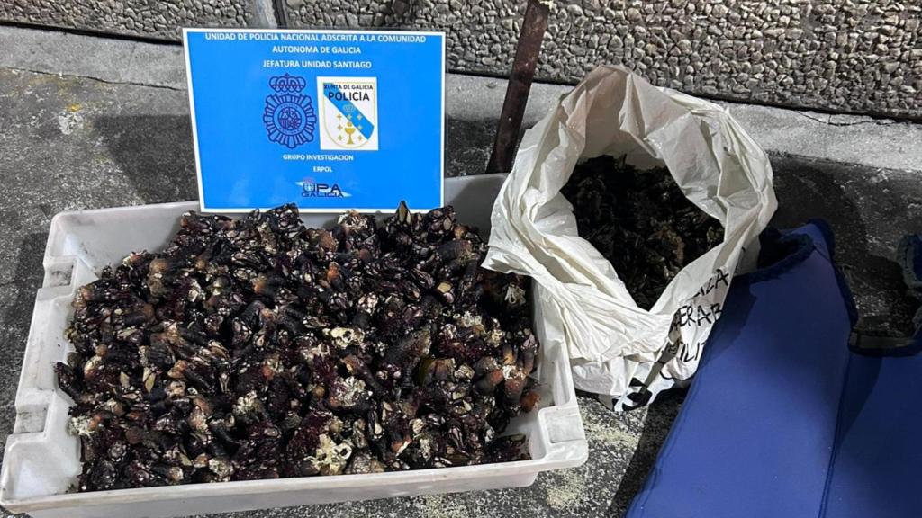 Percebe decomisado en A Coruña.