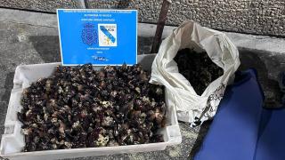 Percebe decomisado en A Coruña.