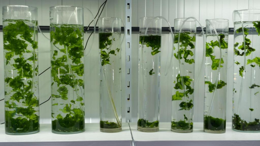 Imagen de las instalaciones de Mediterranean Algae.
