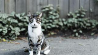 Un gato con una tarjeta en el collar en la calle.