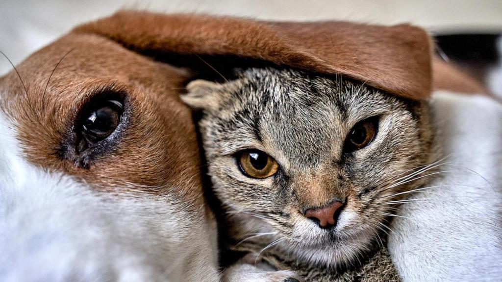 Un perro y un gato abrazados.