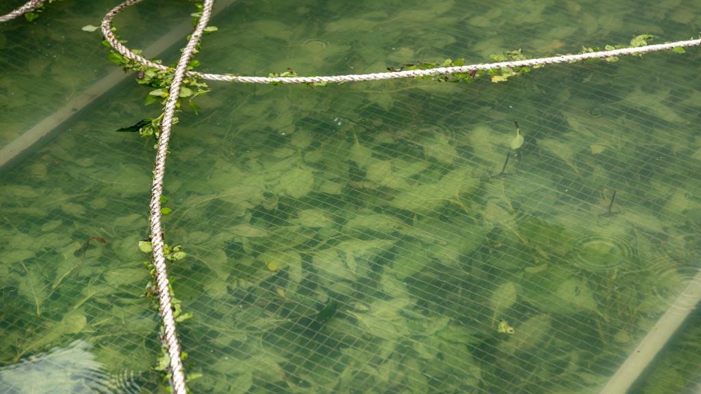 Las hojas de índigo mientras infusionan.