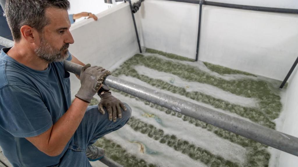 Anta muestra el proceso de encalado, en el que se activan los pigmentos de índigo.