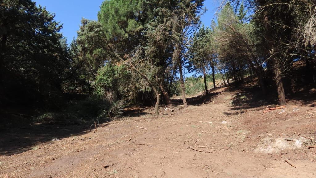 Actuación forestal en el bosque de Valorio