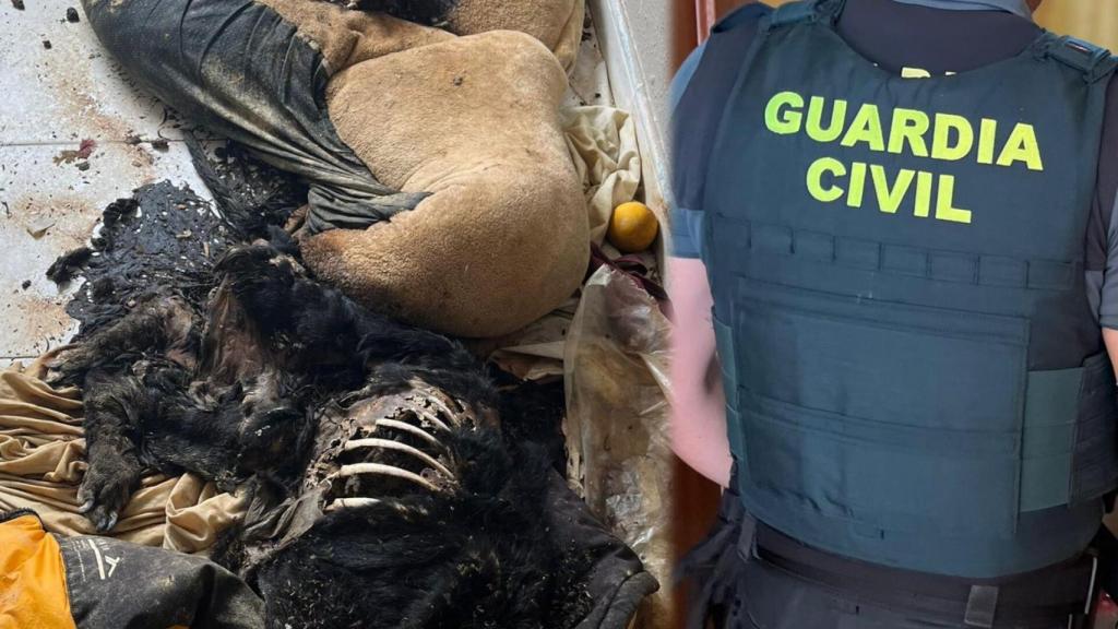 La Guardia Civil en la casa donde se localizaron los cadáveres de los perros
