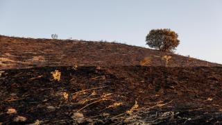 Un monte quemado tras el incendio forestal del domingo 20 de julio en La Torre de Esteban Hambrán (Toledo).