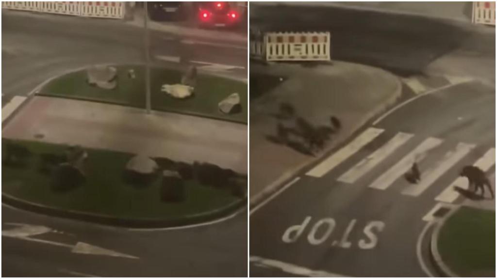 Nueva visita de jabalíes al barrio de Os Rosales de A Coruña.