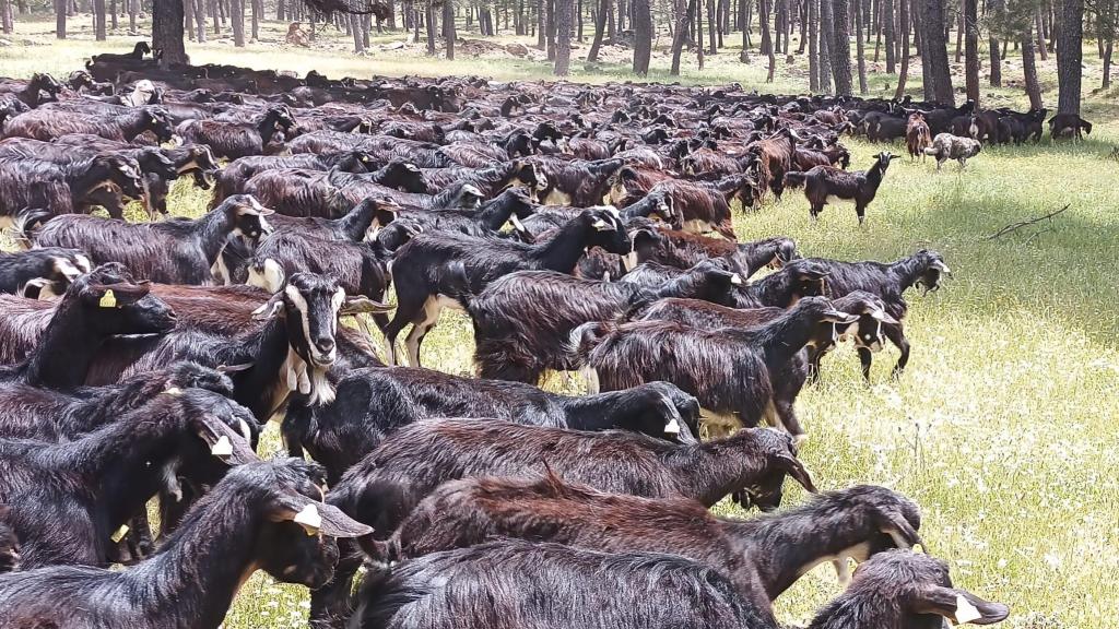Estas cabras se crían a 1.250 metros de altitud, en el enclave Montealijar de Las Navas del Marqués (Ávila).