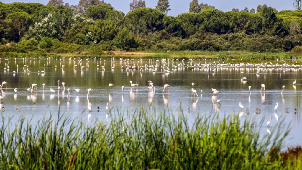 Pantano en el Parque Nacional de Doñana.