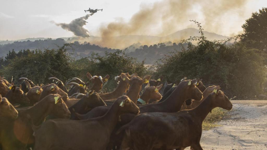 Imagen del ganado en el incendio de Navaluenga