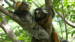 Dos ejemplares de monos tití