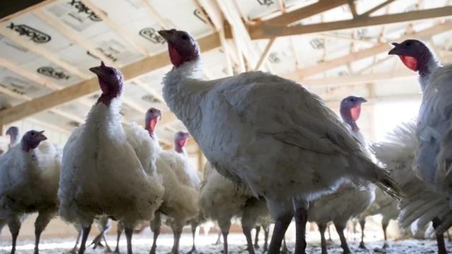 Imagen de archivo de una granja de pavos, como en la que se detectado el último foco de gripe aviar en España.