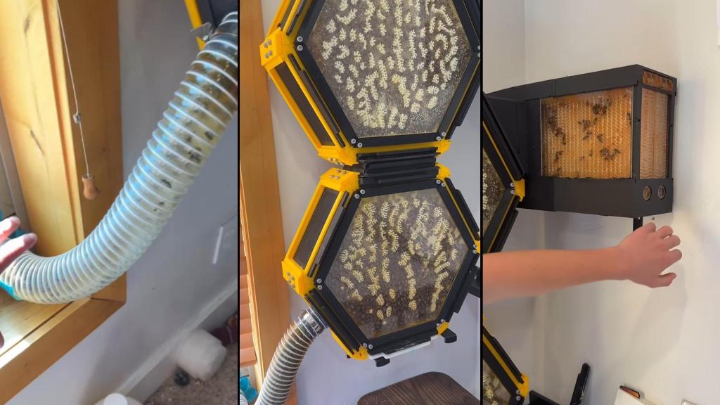 La colmena de abejas de Oliver Taylor, de 13 años.