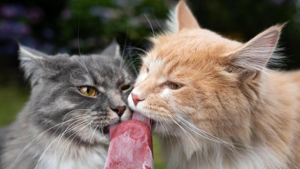 Dos gatos comiéndose un helado.