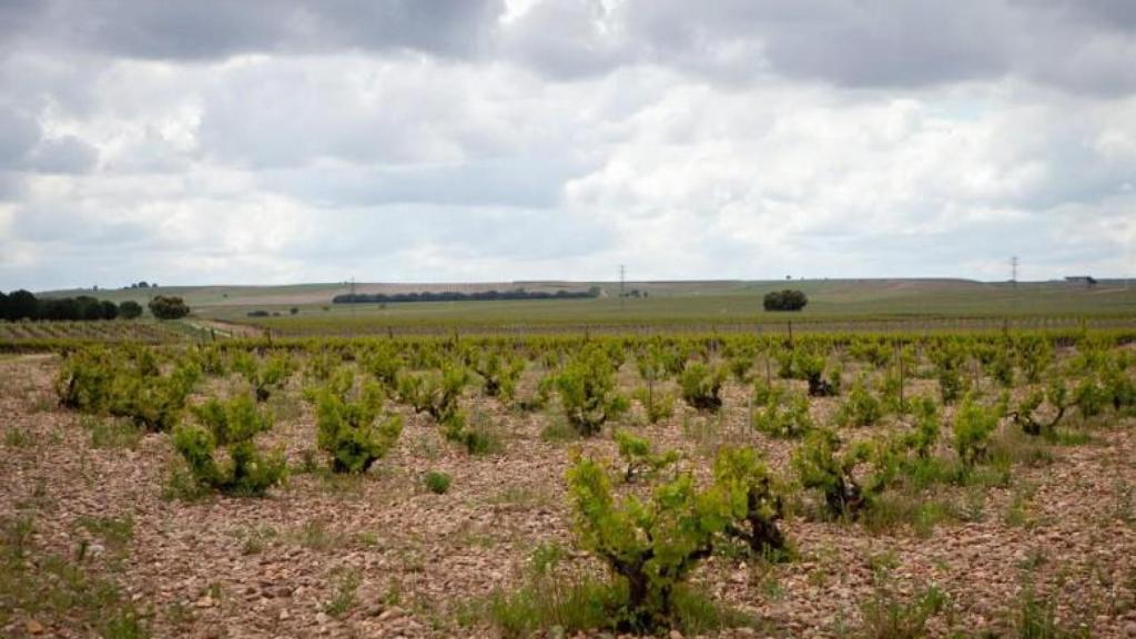 Viñedos pertenecientes a la Bodega de Javier Sanz