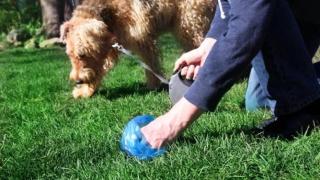Una persona recogiendo los excrementos de su perro.