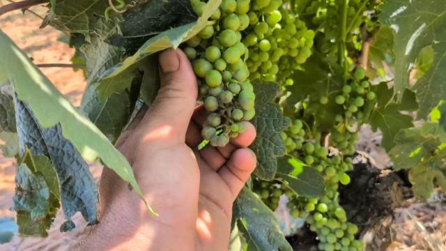 Estado del mildiu en la Ribera del Duero burgalesa
