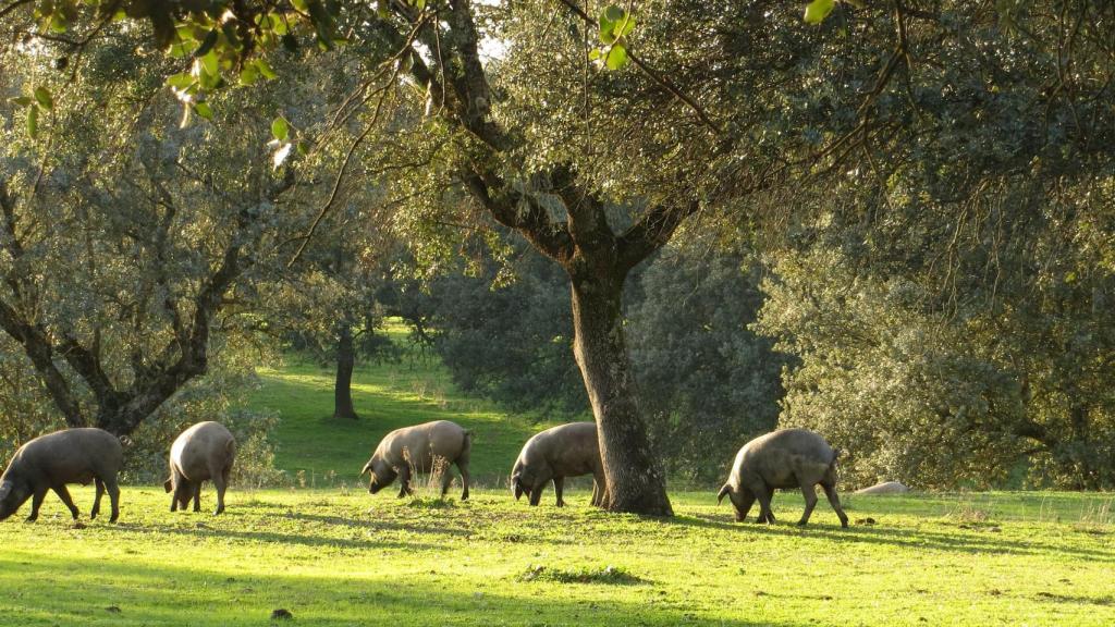 La dehesa de Monte Nevado.