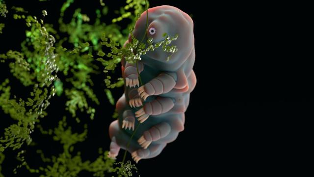 Fotografía microscópica de un 'oso de agua'.