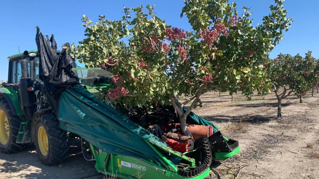 Un tractor recoge pistacho
