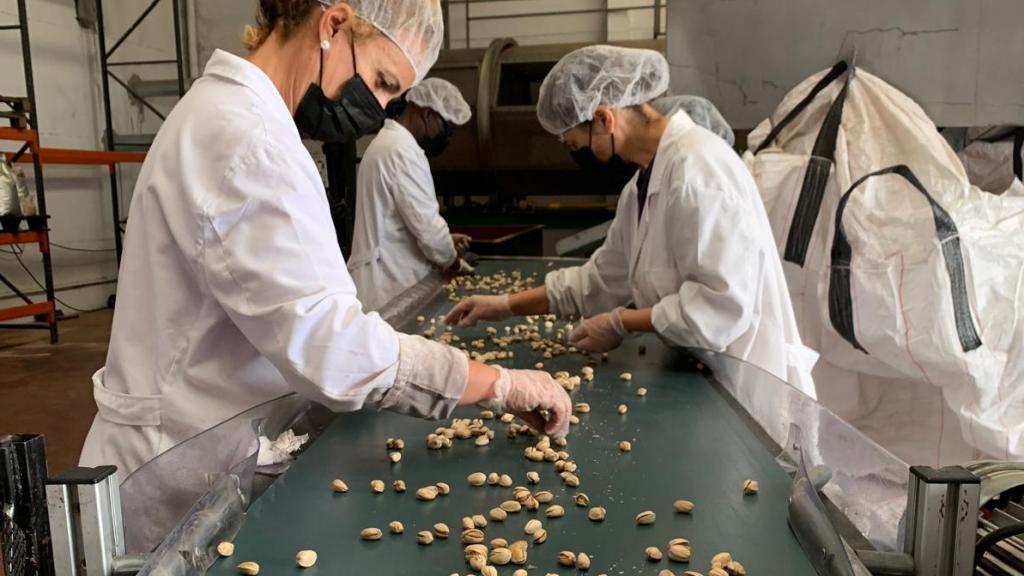 Recogida de pistacho en la fábrica