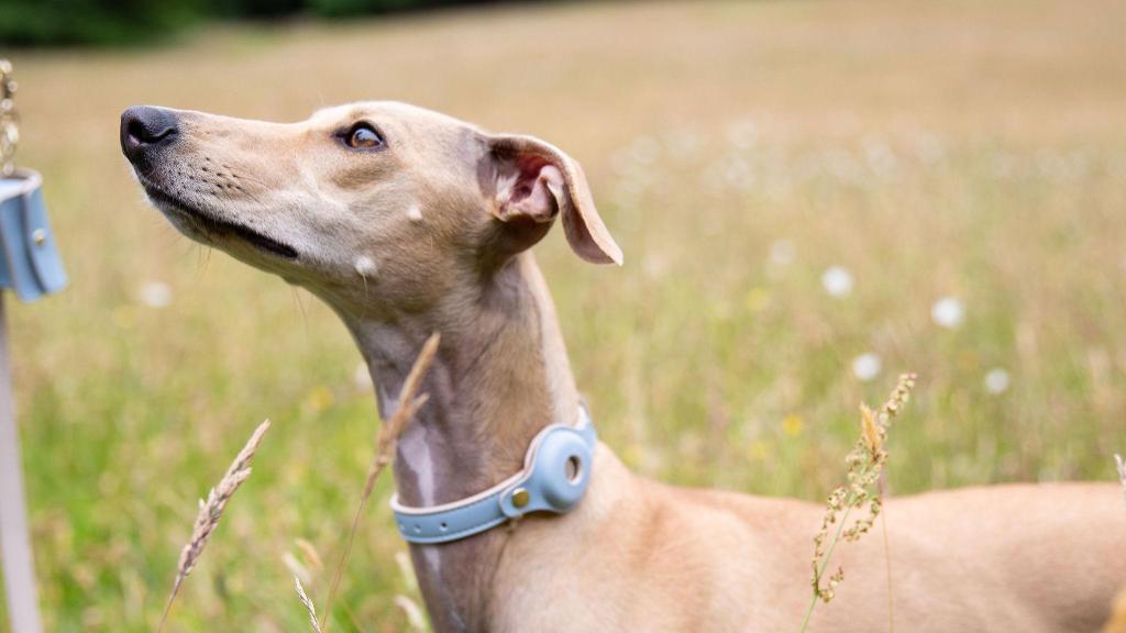 Un perro con un collar de Nina Woof, la marca de moda de lujo para mascotas.