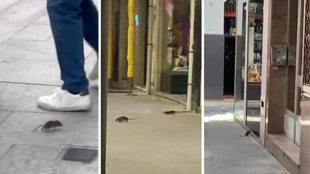 Vecinos y comerciantes de A Coruña denuncian presencia de ratas en San Andrés estas semanas.