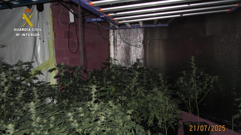 Incautan 162 plantas y 7 kilos de marihuana en Valga (Pontevedra)