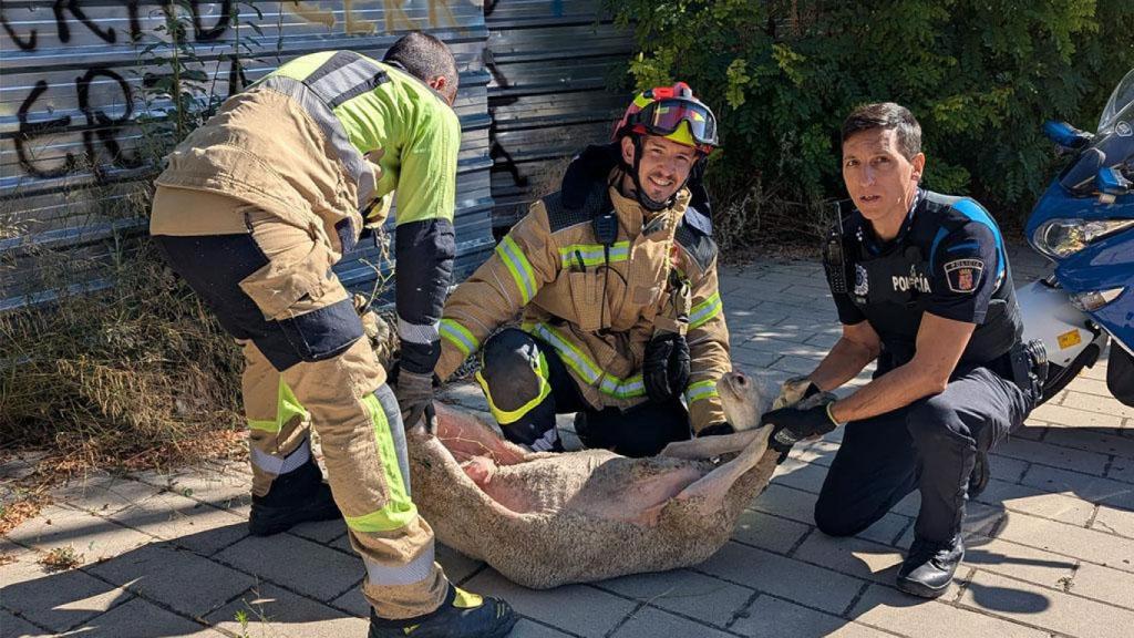 La oveja junto a los Bomberos y la Policía Municipal de Valladolid