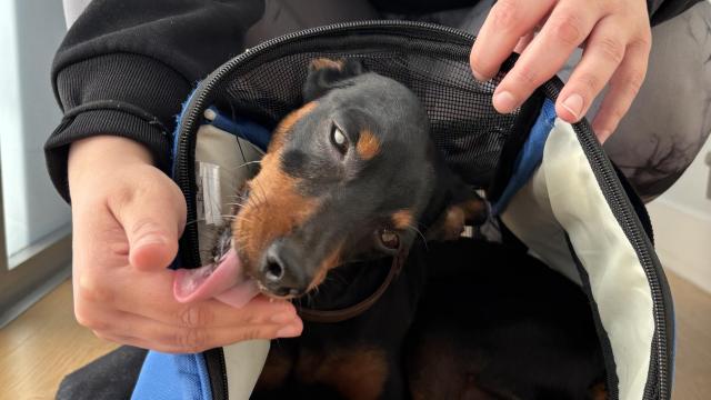 Arnold, el perro de Yaiza Herrero.