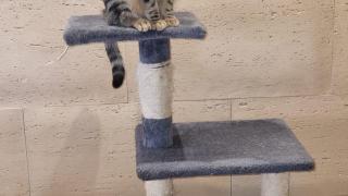 Rescata a un gato abandonado a una persona sin hogar en el aeropuerto de Madrid-Barajas