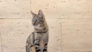 Rescata a un gato abandonado a una persona sin hogar en el aeropuerto de Madrid-Barajas