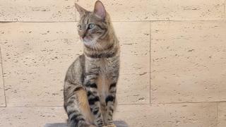 Rescata a un gato abandonado a una persona sin hogar en el aeropuerto de Madrid-Barajas