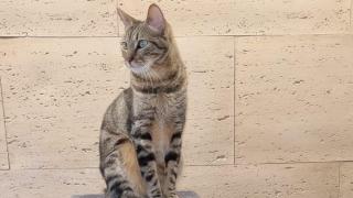 Rescata a un gato abandonado a una persona sin hogar en el aeropuerto de Madrid-Barajas