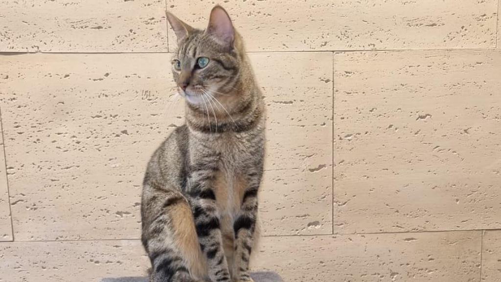 Hommer ha vivido mil aventuras en su corta vida.