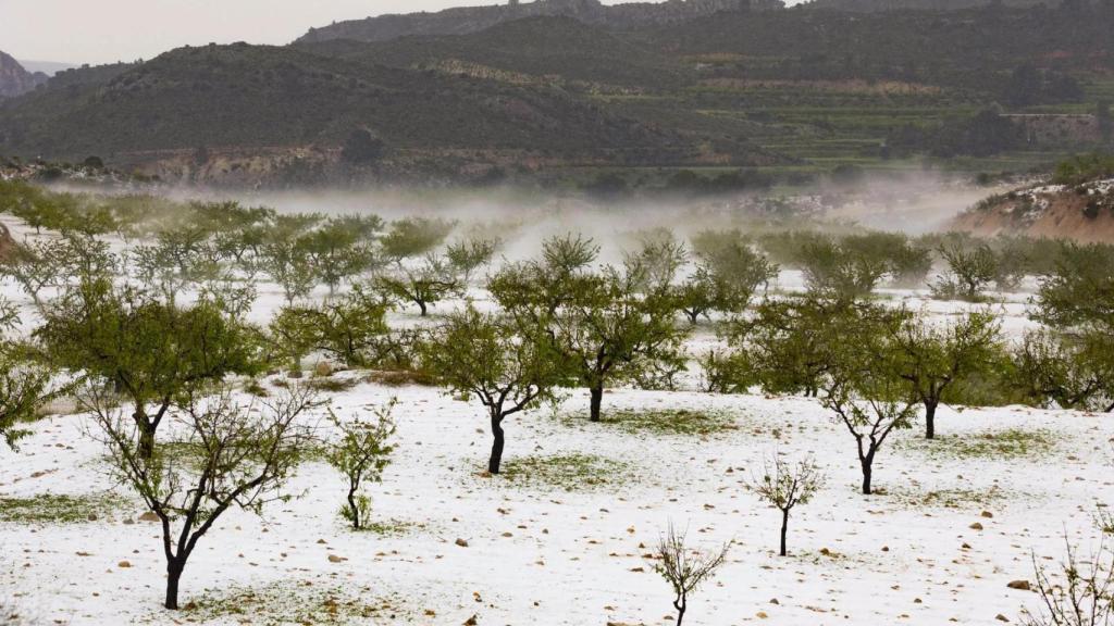 Una finca de almendros con granizo.