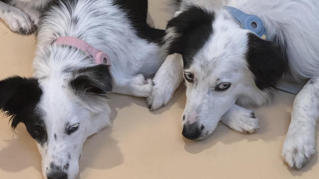 Dos perros con los collares de Nina Woof, la marca de lujo para mascotas.