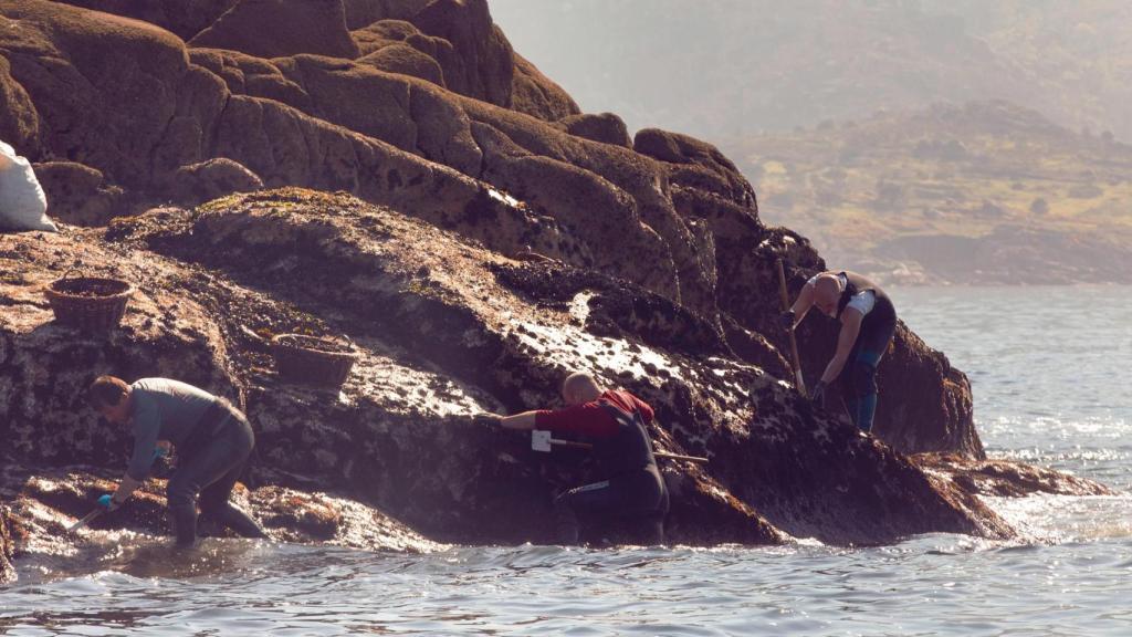 Recolectando larva de mejillón en las rocas. https://mexillondegalicia.org