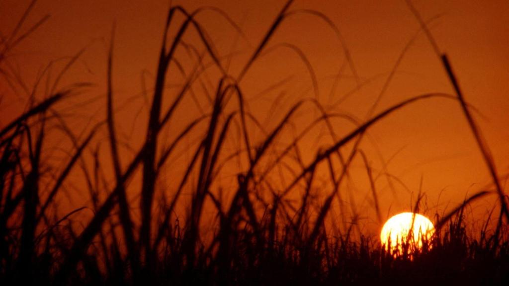 Amanecer en una plantación de caña de azúcar en Irán durante la ola de calor.