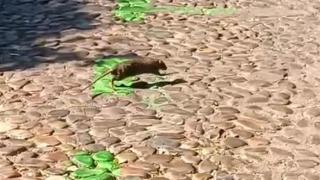 Vecinos denuncian plaga de ratas en Toledo mientras el Ayuntamiento refuerza la limpieza y desratización