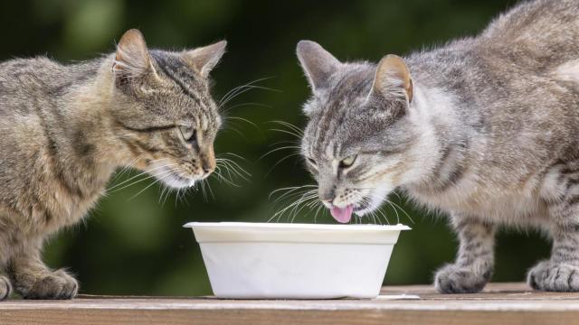 Un perro y un gato comiéndose un helado en un parque.
