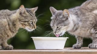 Dos gatos bebiendo leche en un parque.