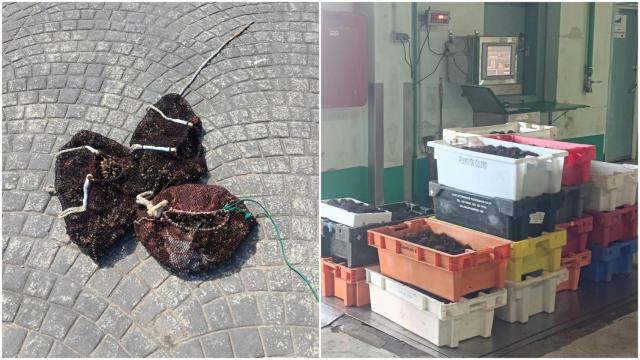 Imágenes del género decomisado.