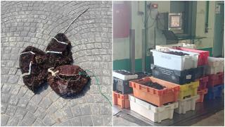 Imágenes del género decomisado.