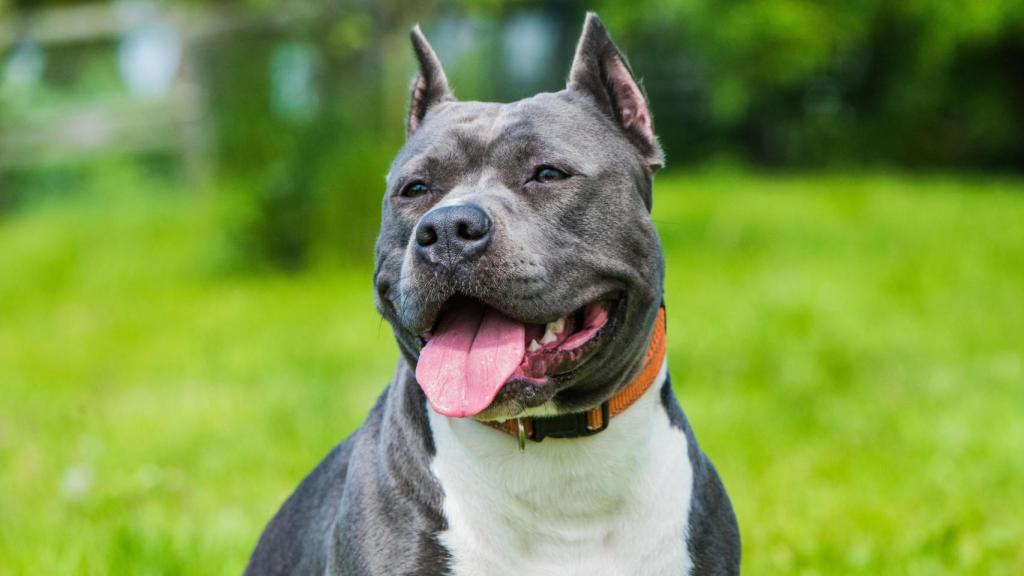 ¿Dónde puedo dejar a mi perro de raza peligroso en A Coruña durante mis vacaciones?