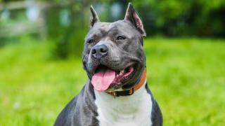 ¿Dónde puedo dejar a mi perro de raza peligroso en A Coruña durante mis vacaciones?